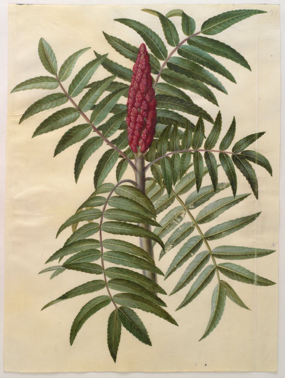 Rhus typhina från albumet Gottorfer Codex, c.1650 (gouache på pergament) av Hans Simon Holtzbecher