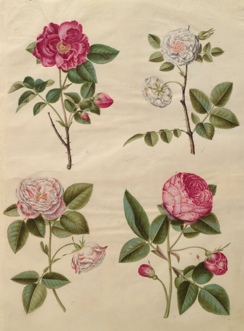 Rosa gallica från albumet Gottorfer Codex, c.1650 (gouache på pergament) av Hans Simon Holtzbecher