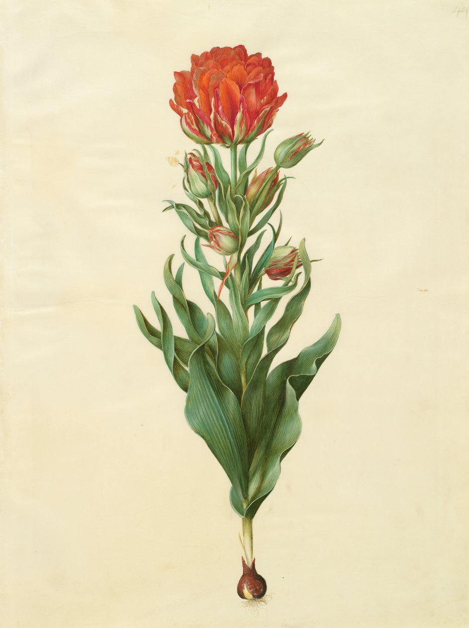 Tulipa gesneriana från albumet Gottorfer Codex, c.1650 (gouache på pergament) av Hans Simon Holtzbecher