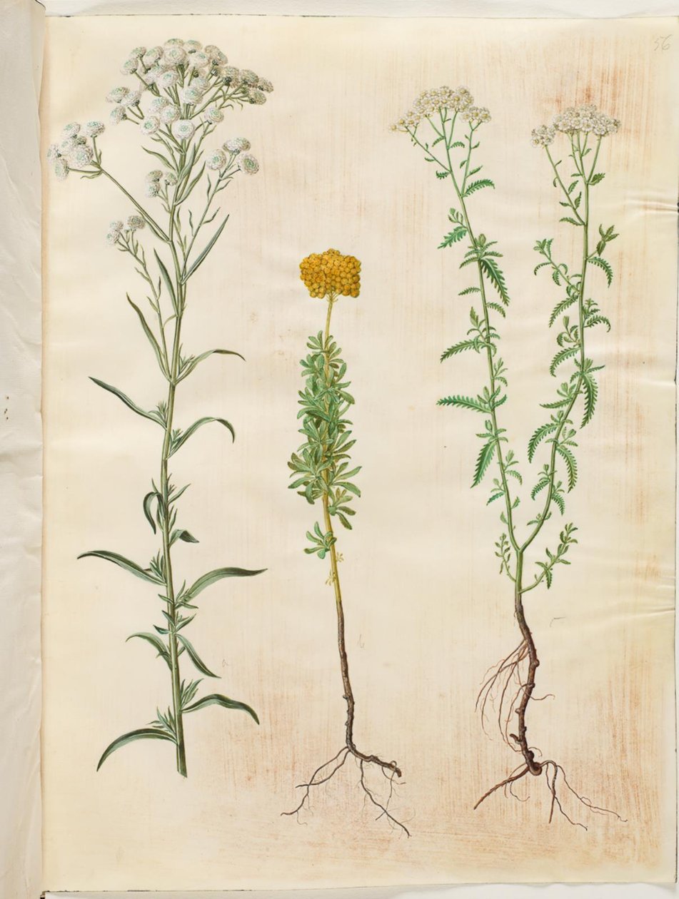 Achillea ptarmica (silverknappsrölleka); Achillea ageratum (balsamrölleka); Achillea millefolium (vanlig rölleka) av Hans Simon Holtzbecker