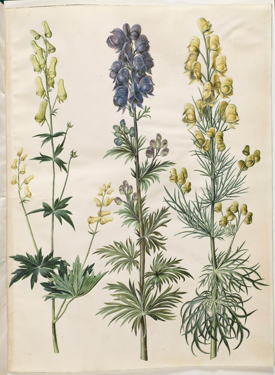 Aconite lycoctonum (nordisk stormhatt); Aconite napellus (Ægte stormhatt); Aconite anthora (finbladet stormhatt) av Hans Simon Holtzbecker