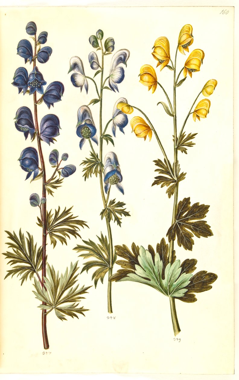 Aconite napellus (?) (Ægte stormhatt); Akonit brokig, evt. Aconitum ×cammarum (?) (broget stormhatt, evt. ha-stormhatt); Aconite anthora (finbladet stormhatt) av Hans Simon Holtzbecker