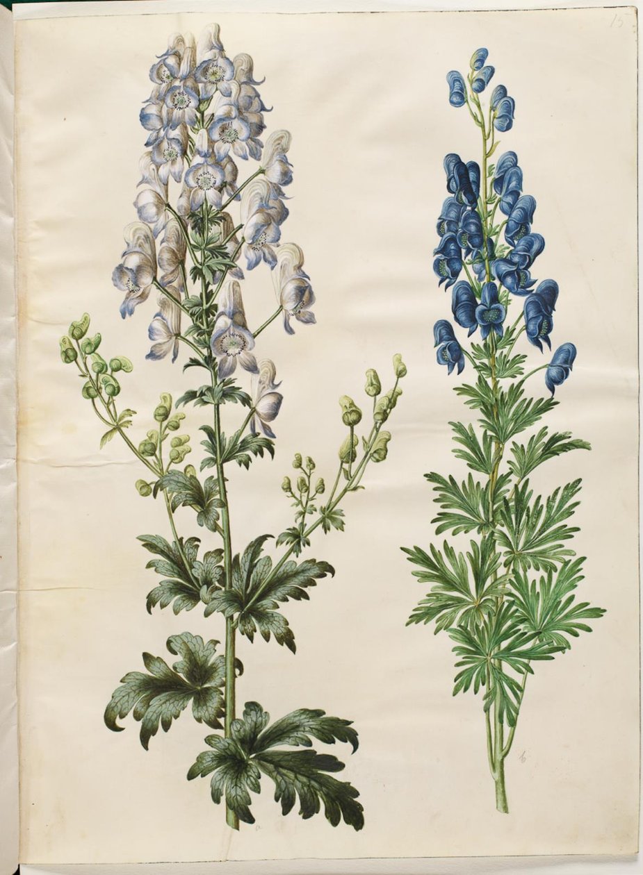 Broget akonit (broget stormhatt); Aconite napellus (Ægte stormhatt) av Hans Simon Holtzbecker