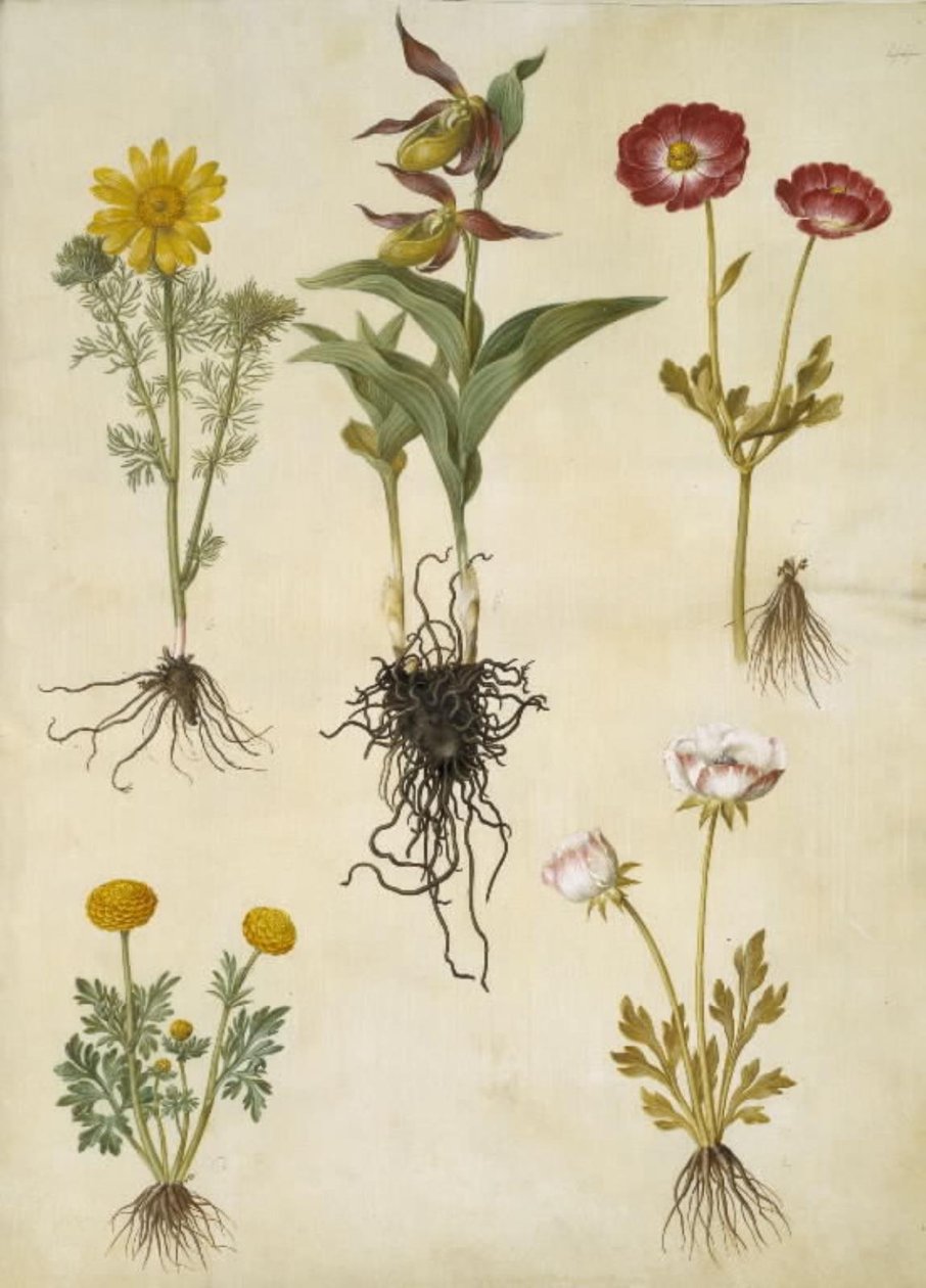 Vernal Adonis (vår-adonis); Cypripedium calceolus (stor fruesko); Asiatisk ranunkel (har-ranunkel); Smörblomma (art af ranunkel) av Hans Simon Holtzbecker