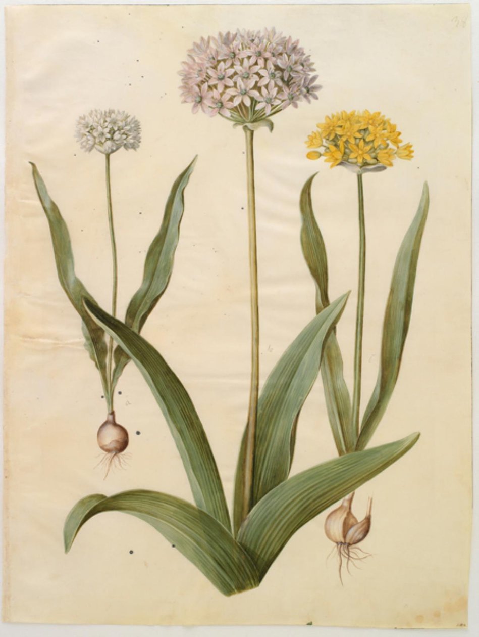 Allium moly (guldlök); Allium nigrum (svartlök) av Hans Simon Holtzbecker