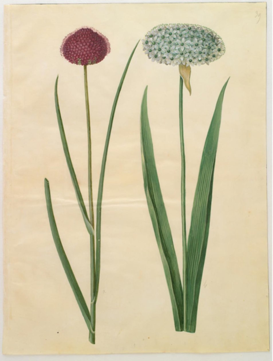 Allium sphaerocephalon (medelhavslök); Allium nigrum (svartlök) av Hans Simon Holtzbecker