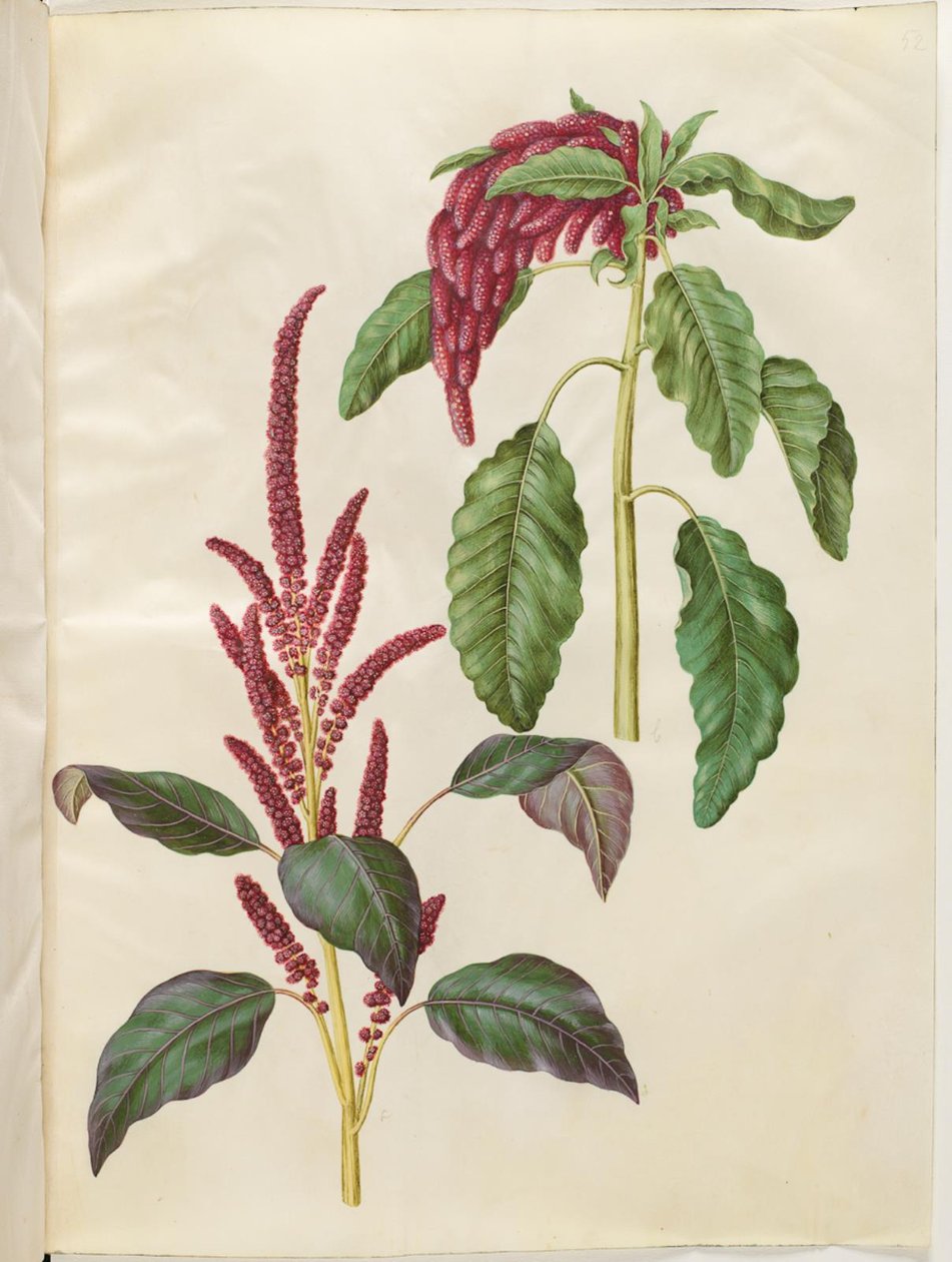 Blodig Amaranthus (röd amarant); Amaranthus caudate (revehale-amarant) av Hans Simon Holtzbecker