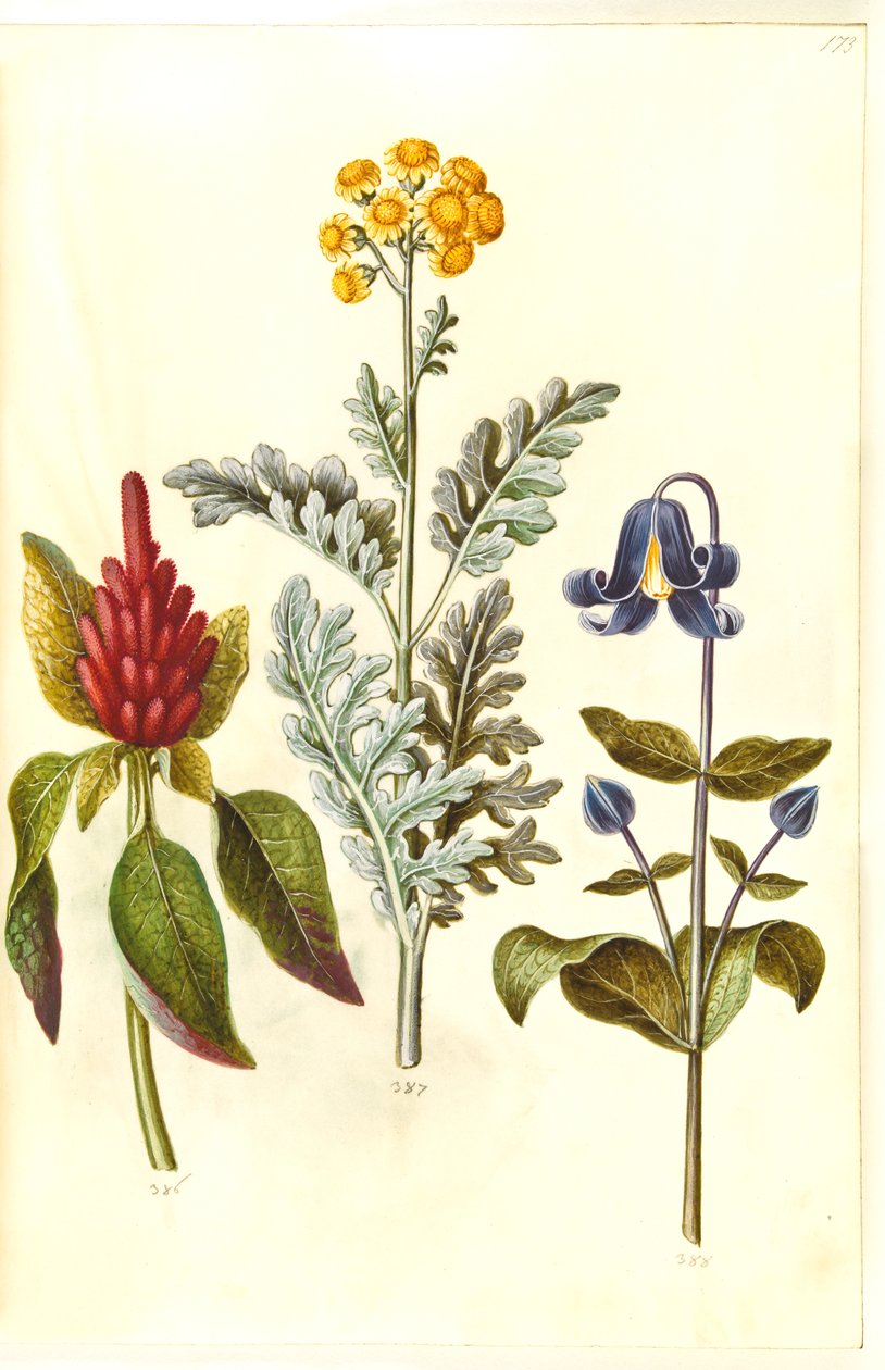Blodig Amaranthus (röd amarant); Jacobea maritima (gråblad); Clematis integrifolia (blå staudeklematis) av Hans Simon Holtzbecker