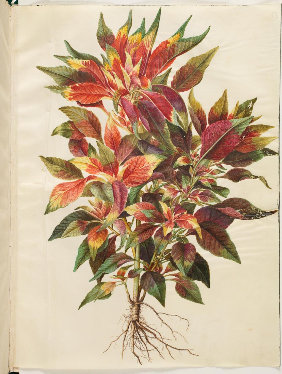 Amaranthus tricolor (papegojamarant) av Hans Simon Holtzbecker
