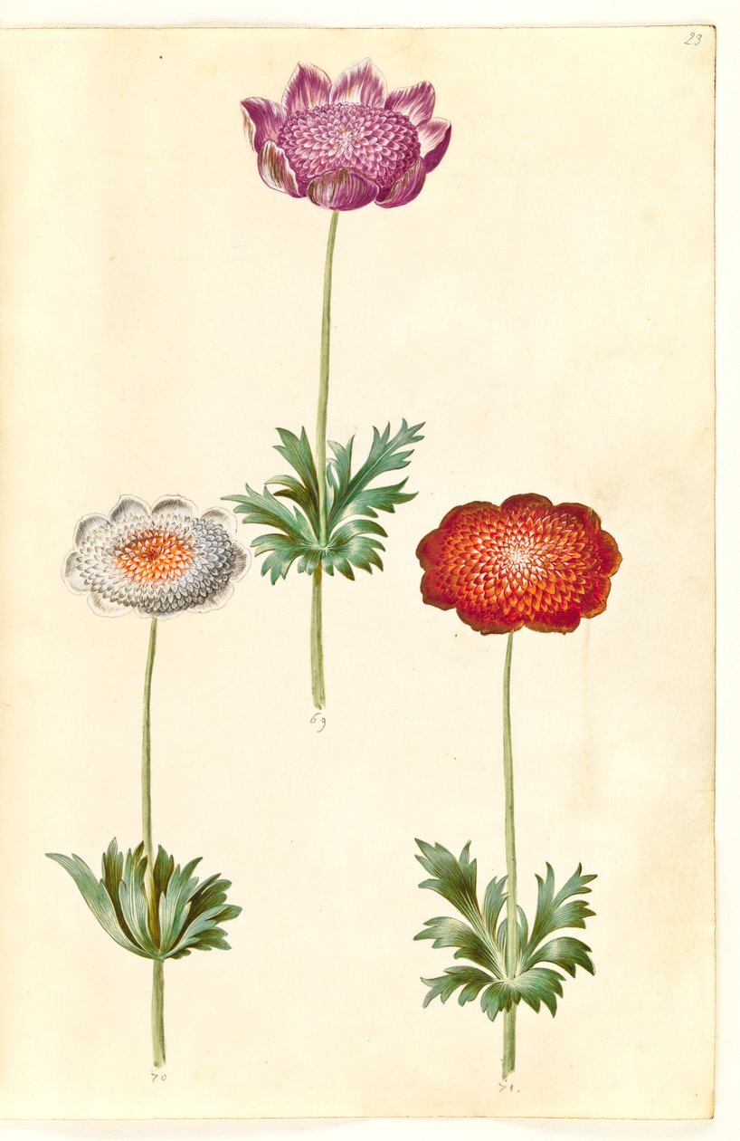 Anemone coronaria (fransk anemone) av Hans Simon Holtzbecker