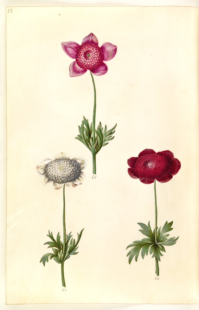 Anemone coronaria (fransk anemone) av Hans Simon Holtzbecker