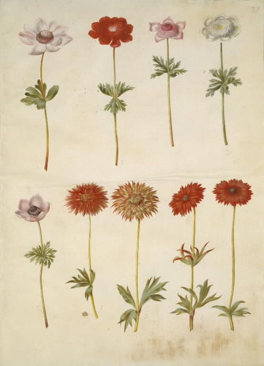 Anemon coronaria (fransk anemon); Anemone ×fulgens (blank anemon) av Hans Simon Holtzbecker