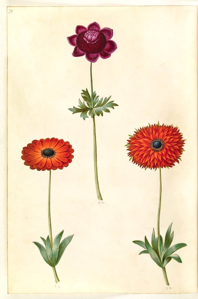 Anemon coronaria (fransk anemon); Anemone ×fulgens (blank anemon) av Hans Simon Holtzbecker