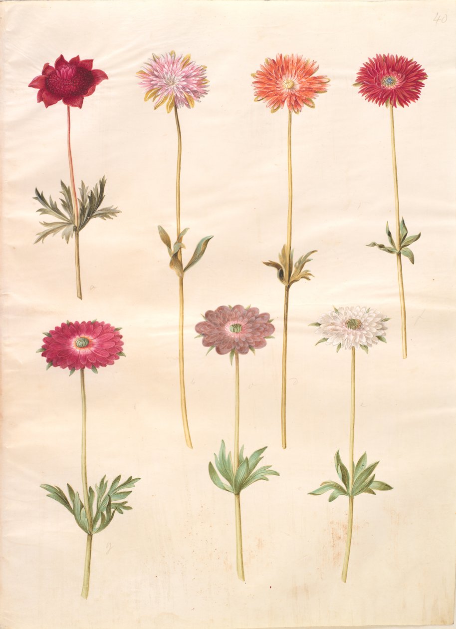 Anemon coronaria (fransk anemon); Anemone ×fulgens (blank anemon) av Hans Simon Holtzbecker