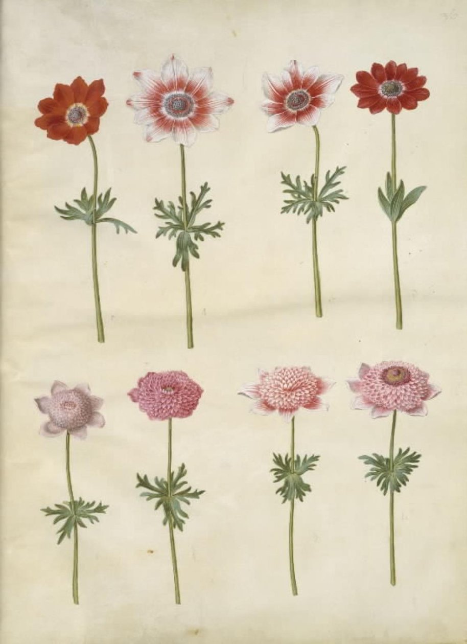 Anemone coronaria L. (fransk anemon); Anemone pavonina (påfågelsanemon) av Hans Simon Holtzbecker
