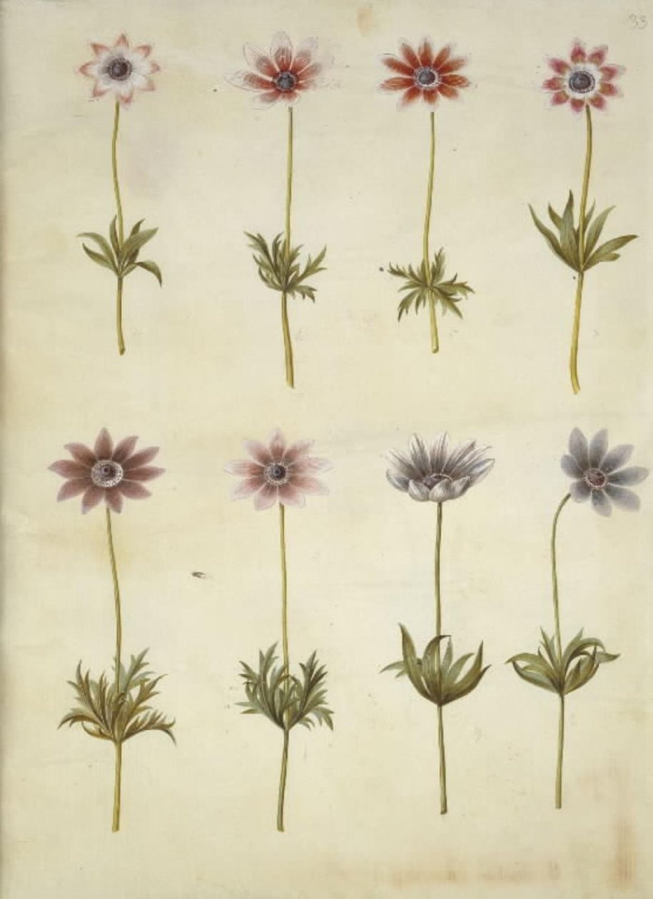 Anemone pavonina (påfågelsanemon) av Hans Simon Holtzbecker