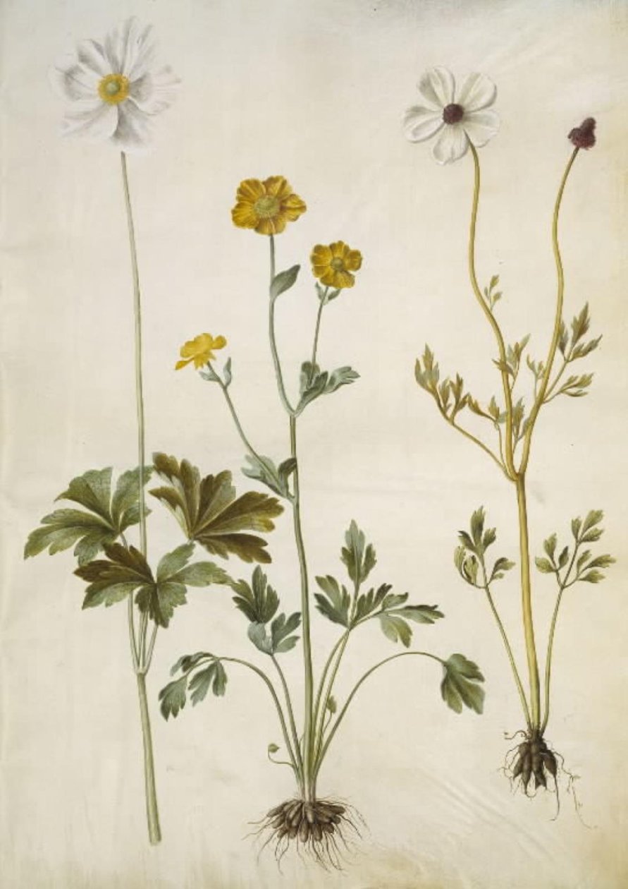 Anemone sylvestris (sommaranemon); Ranunculus monspeliacus (silkessmörblomma); Ranunculus asiaticus (trädgårdssmörblomma) av Hans Simon Holtzbecker