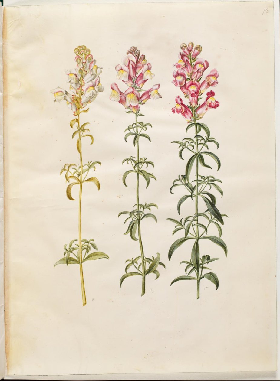 Antirrhinus majus (have-lövemund) av Hans Simon Holtzbecker