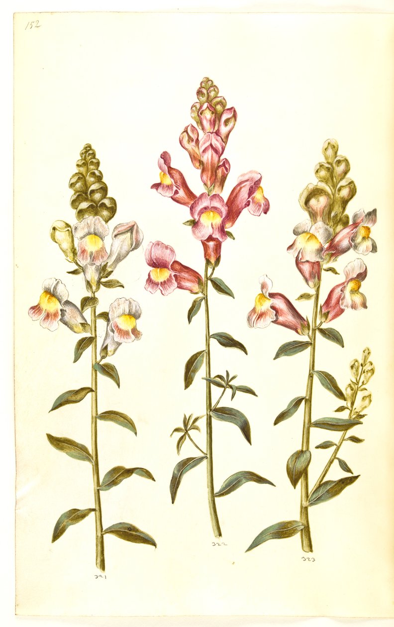 Antirrhinus majus (have-lövemund) av Hans Simon Holtzbecker