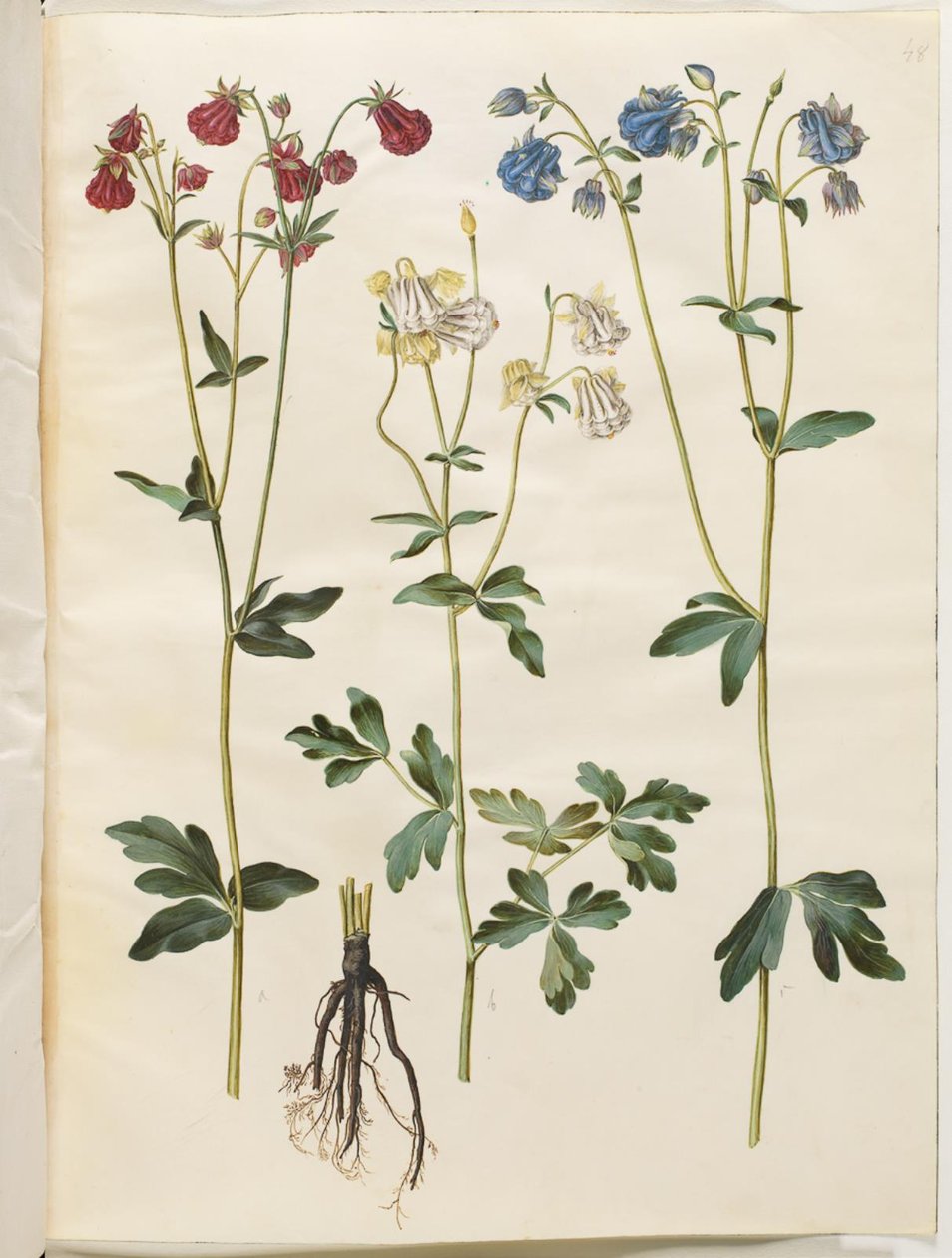 Aquilegia vulgaris (vanlig akleja) av Hans Simon Holtzbecker