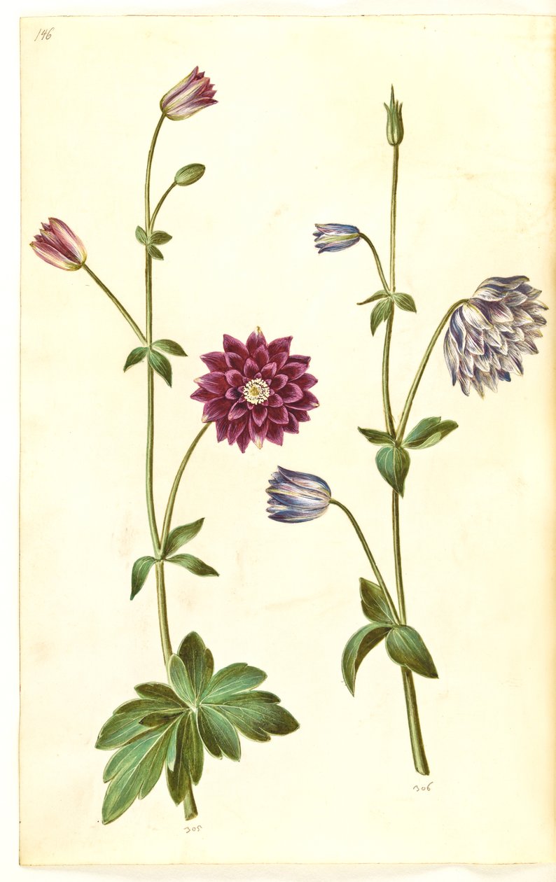 Aquilegia vulgaris (vanlig akleja) av Hans Simon Holtzbecker