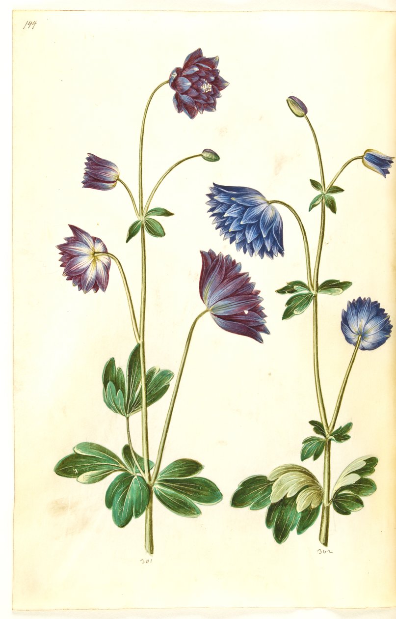 Aquilegia vulgaris (vanlig akleja) av Hans Simon Holtzbecker