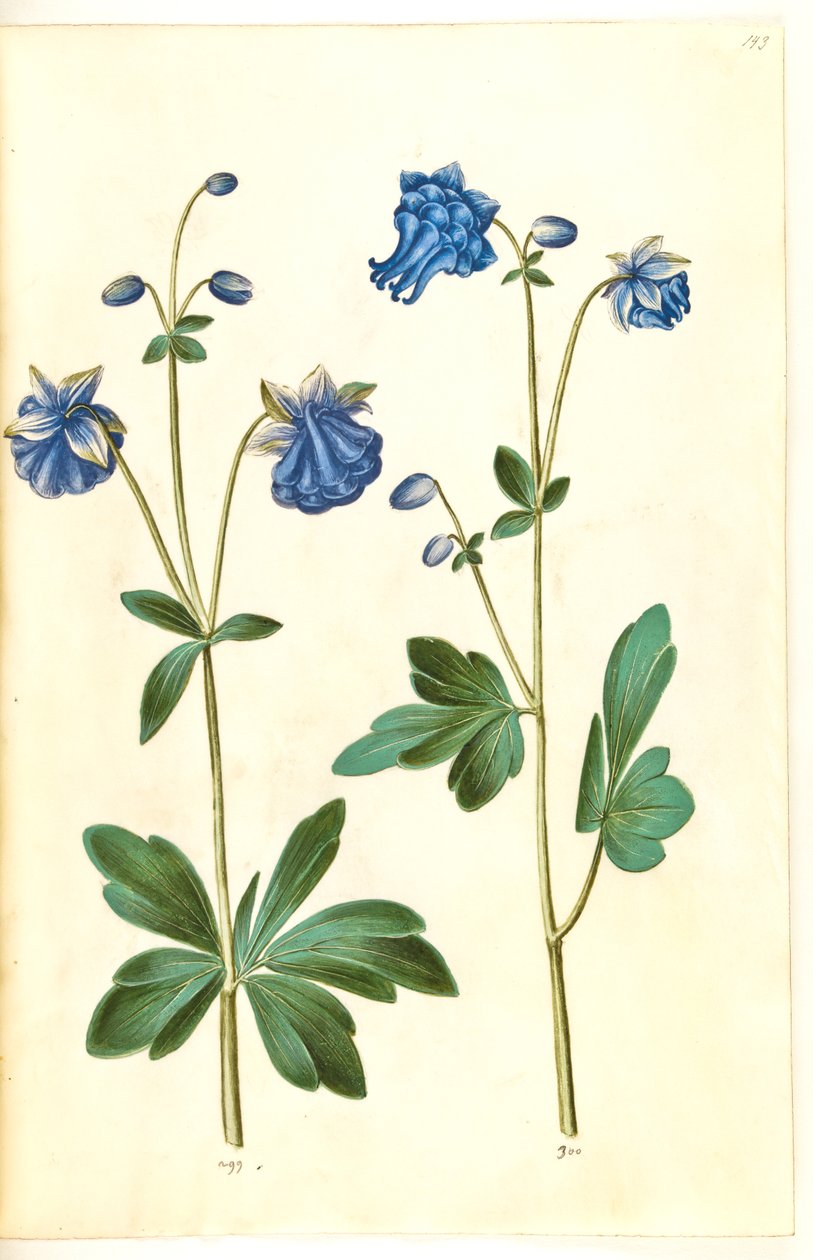 Aquilegia vulgaris (vanlig akleja) av Hans Simon Holtzbecker