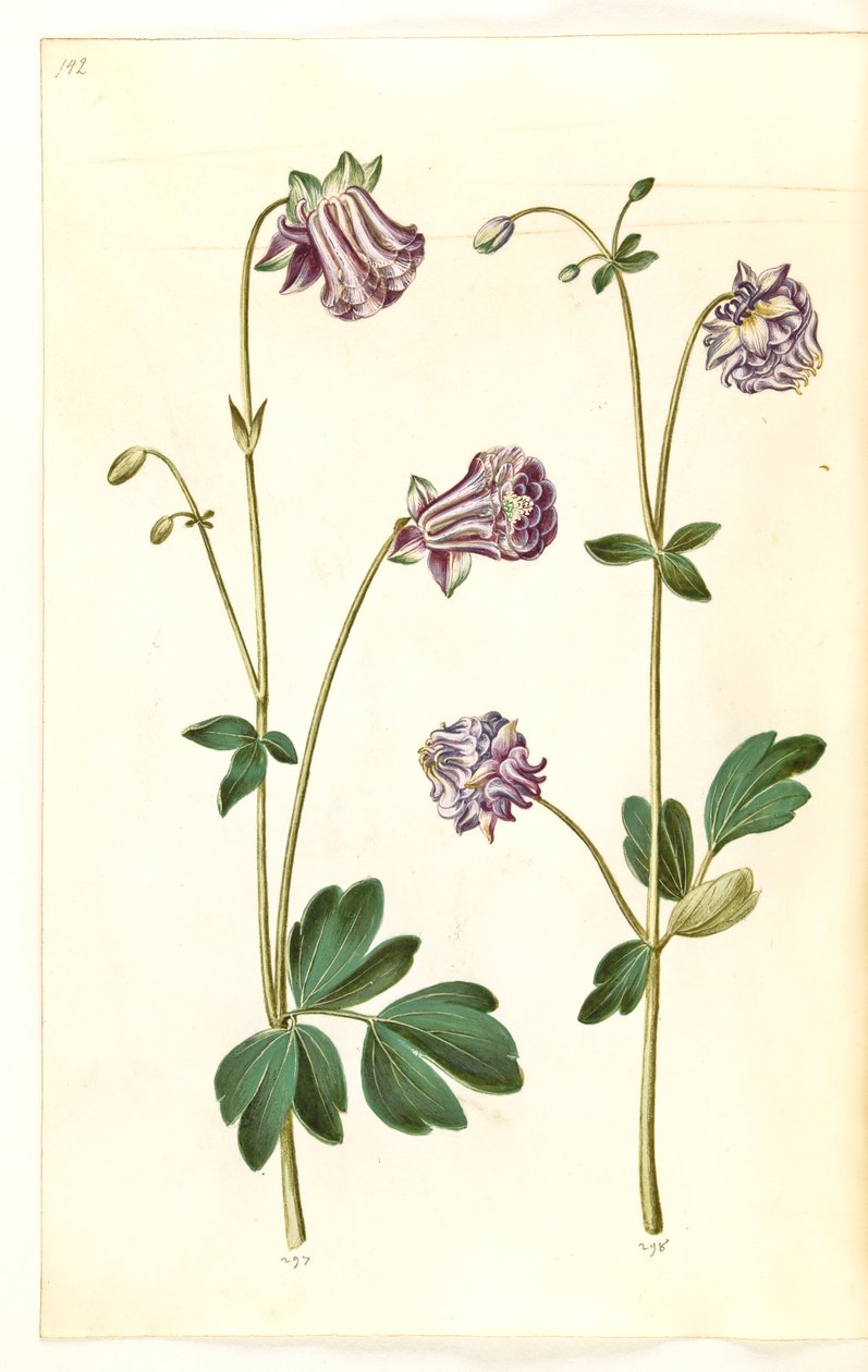 Aquilegia vulgaris (vanlig akleja) av Hans Simon Holtzbecker