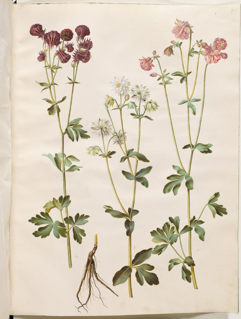 Aquilegia vulgaris (vanlig akleja) av Hans Simon Holtzbecker