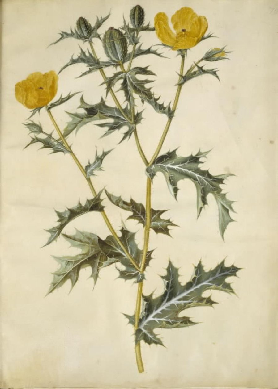 Argemone mexicana (mexikansk taggvallmo) av Hans Simon Holtzbecker