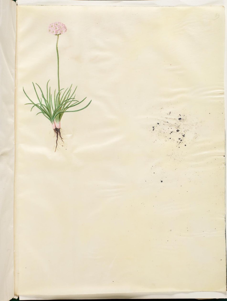 Armeria maritima (vanligt engelskt gräs) av Hans Simon Holtzbecker