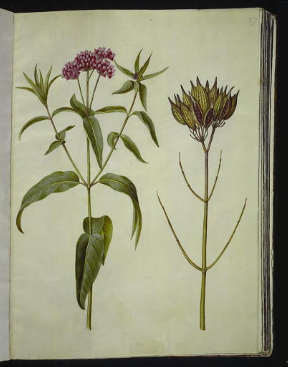 Asclepias incarnata (rosa-silkeplante) av Hans Simon Holtzbecker