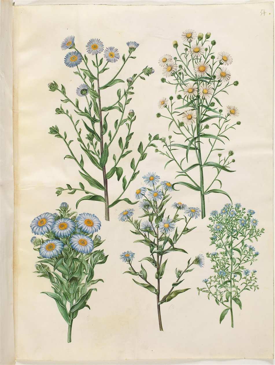 Aster amellus (jungfru-astrar); Symphyotrichum novi-Belgii (nybelgiska astrar); New-England Symphyotrichum (nyengelsk asters); Symphyotrichum dumosum (pude-astrar); Symphyotrichum ericoides (lyngaastrar) av Hans Simon Holtzbecker