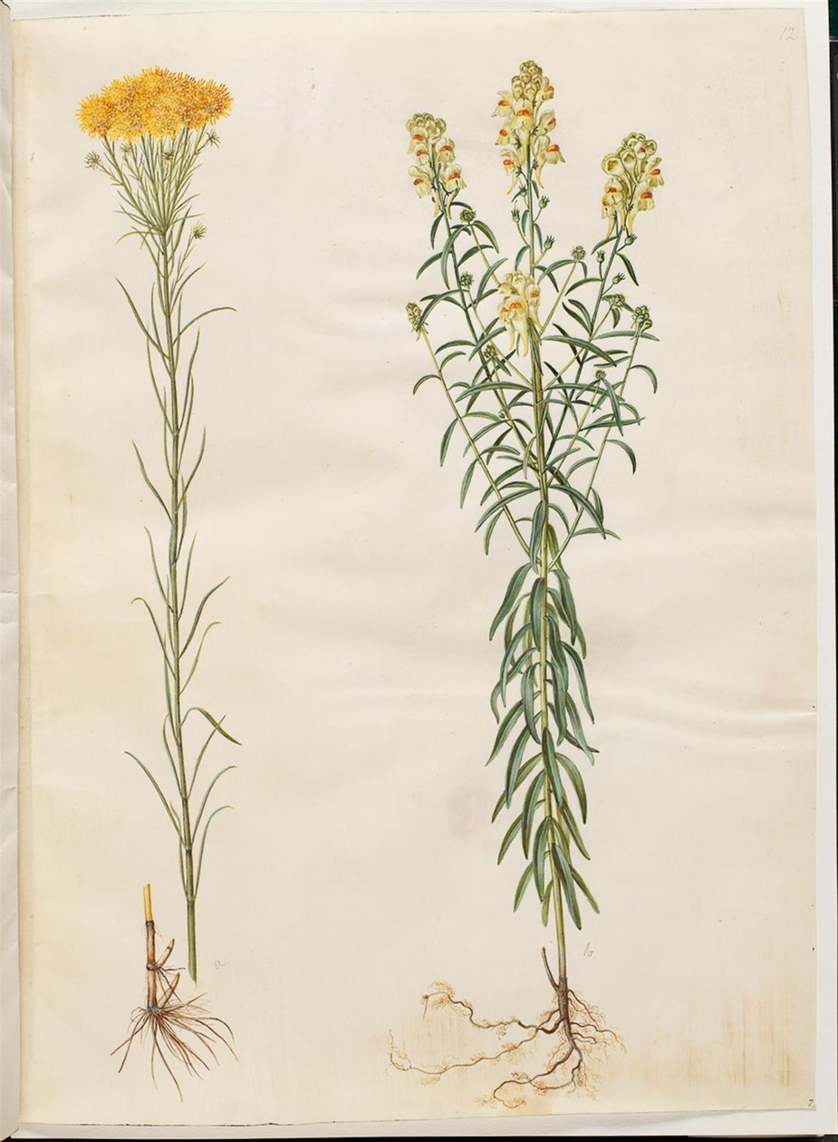 Aster linosyris (guldhårig asters); Linaria vulgaris (vanlig torskmun) av Hans Simon Holtzbecker