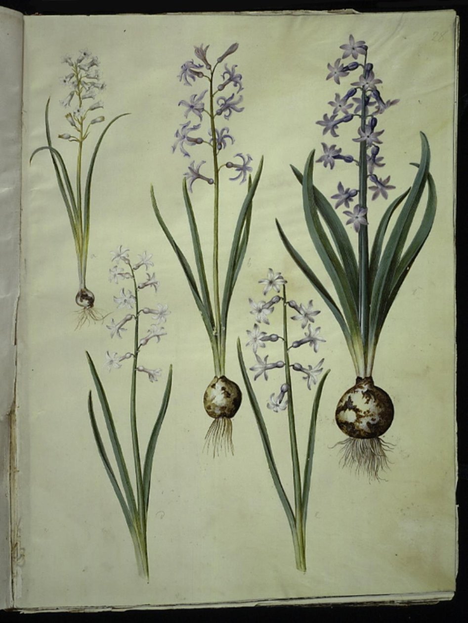 Brimeura amethystina (pyrenisk blå); Orientalisk hyacint (Almindelig hyacint) av Hans Simon Holtzbecker