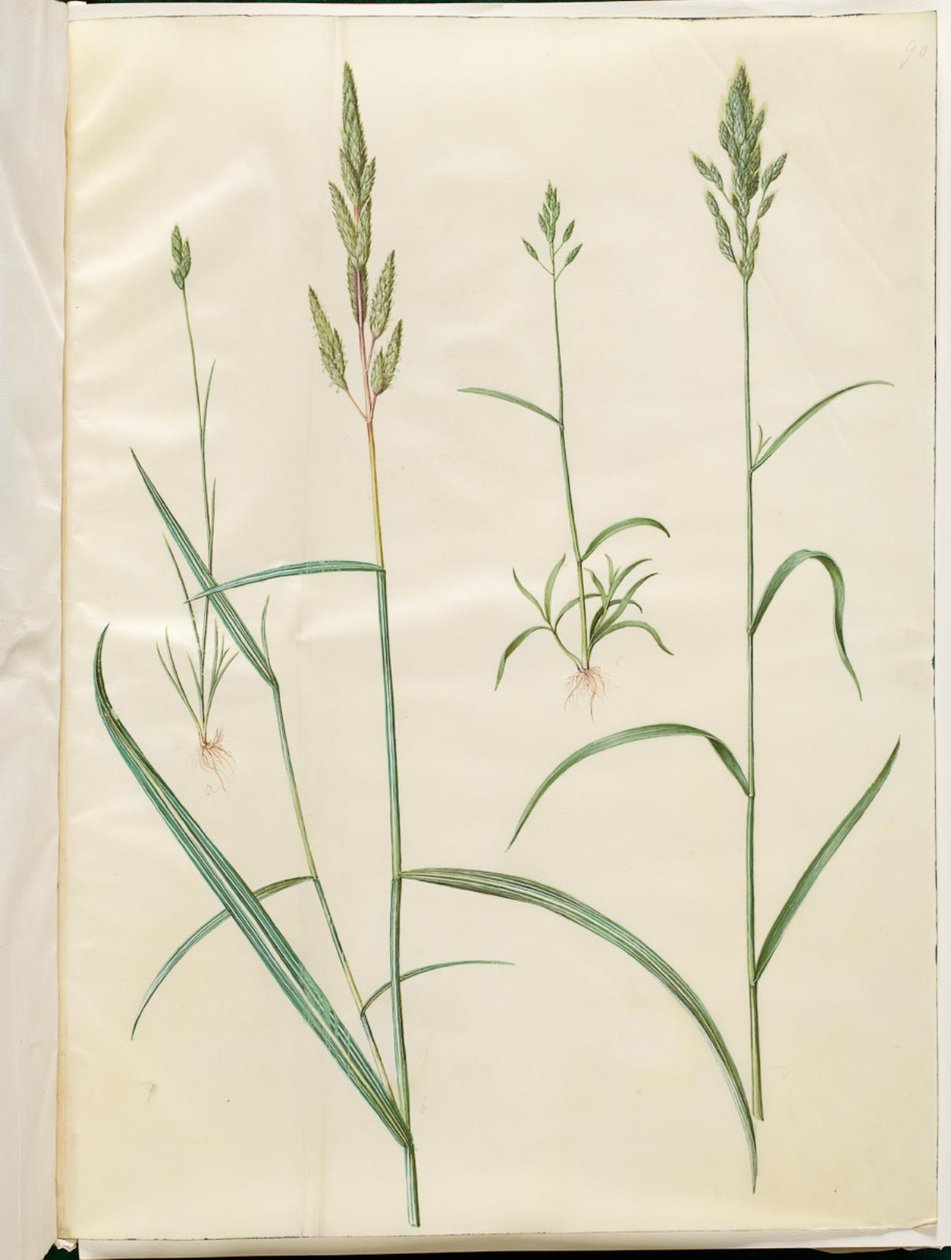 Bromus korn (blød hejre); Phalaris arundinacea av Hans Simon Holtzbecker
