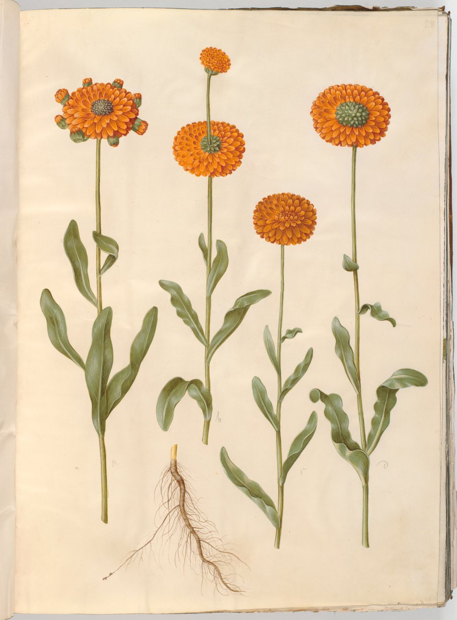 Calendula officinalis (trädgårdsringblomma) av Hans Simon Holtzbecker