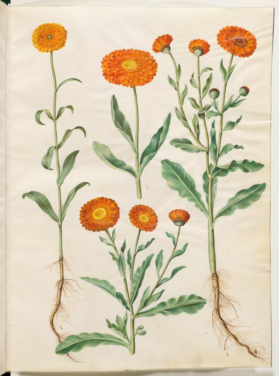 Calendula officinalis (trädgårdsringblomma) av Hans Simon Holtzbecker