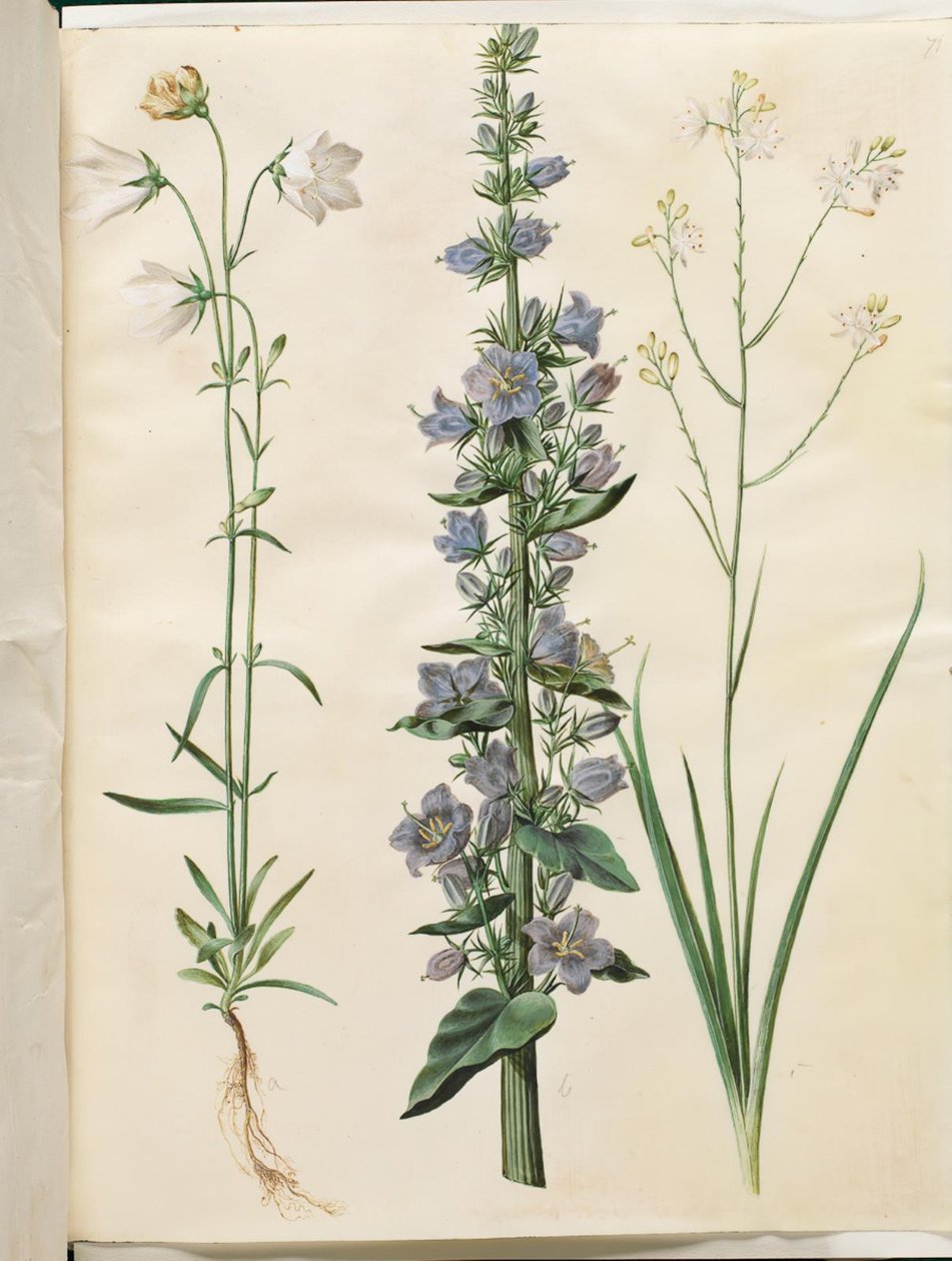 Campanula persicifolia (smalbladet kloke); Pyramidklocka (pyramidklocka); Anthericum ramosum (grenet edderkopurt) av Hans Simon Holtzbecker