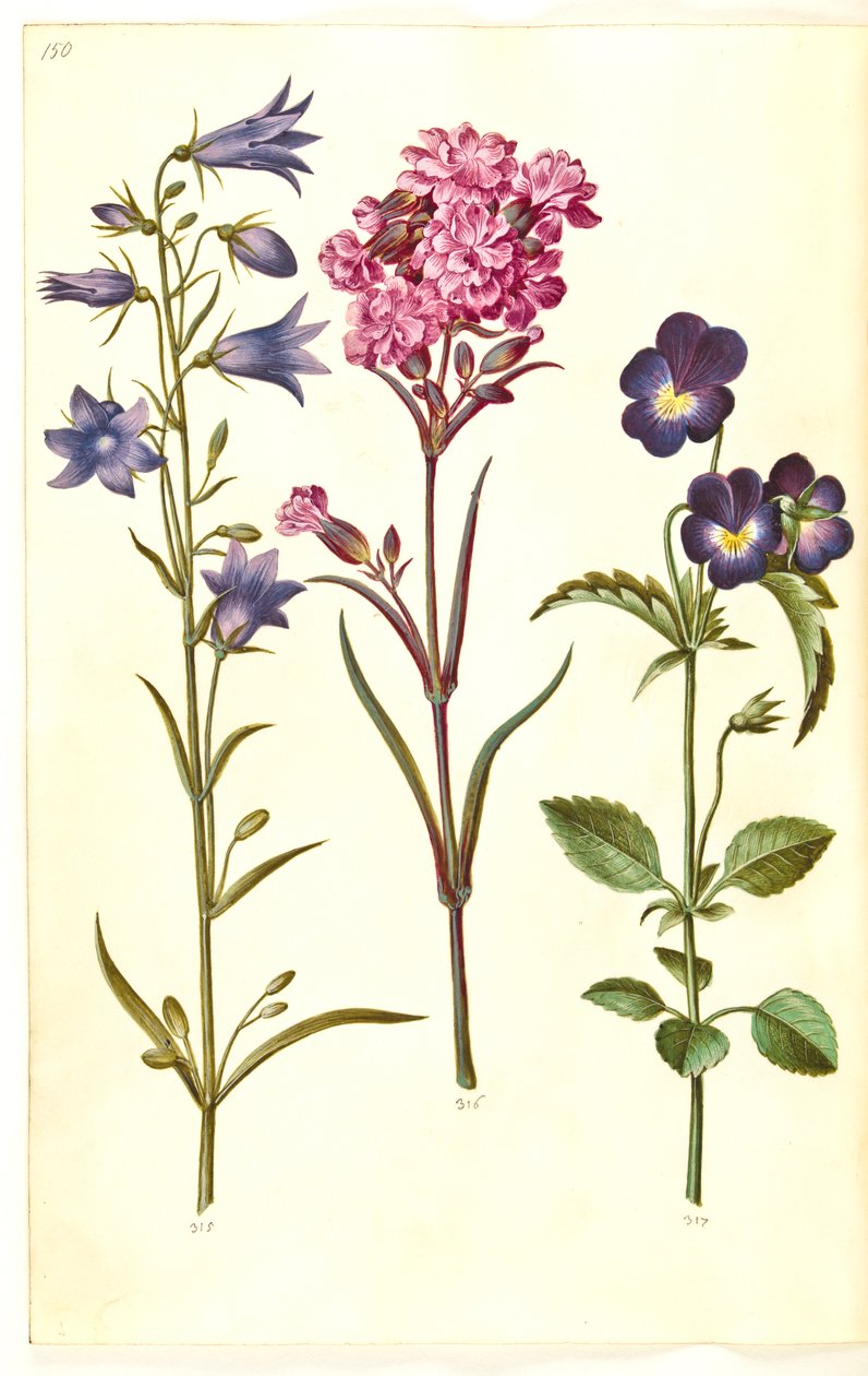 Campanula rotundifolia (lilla klocka); Silene viscaria (vanlig tjärnejlika); Viola tricolor (vanlig pensé) av Hans Simon Holtzbecker