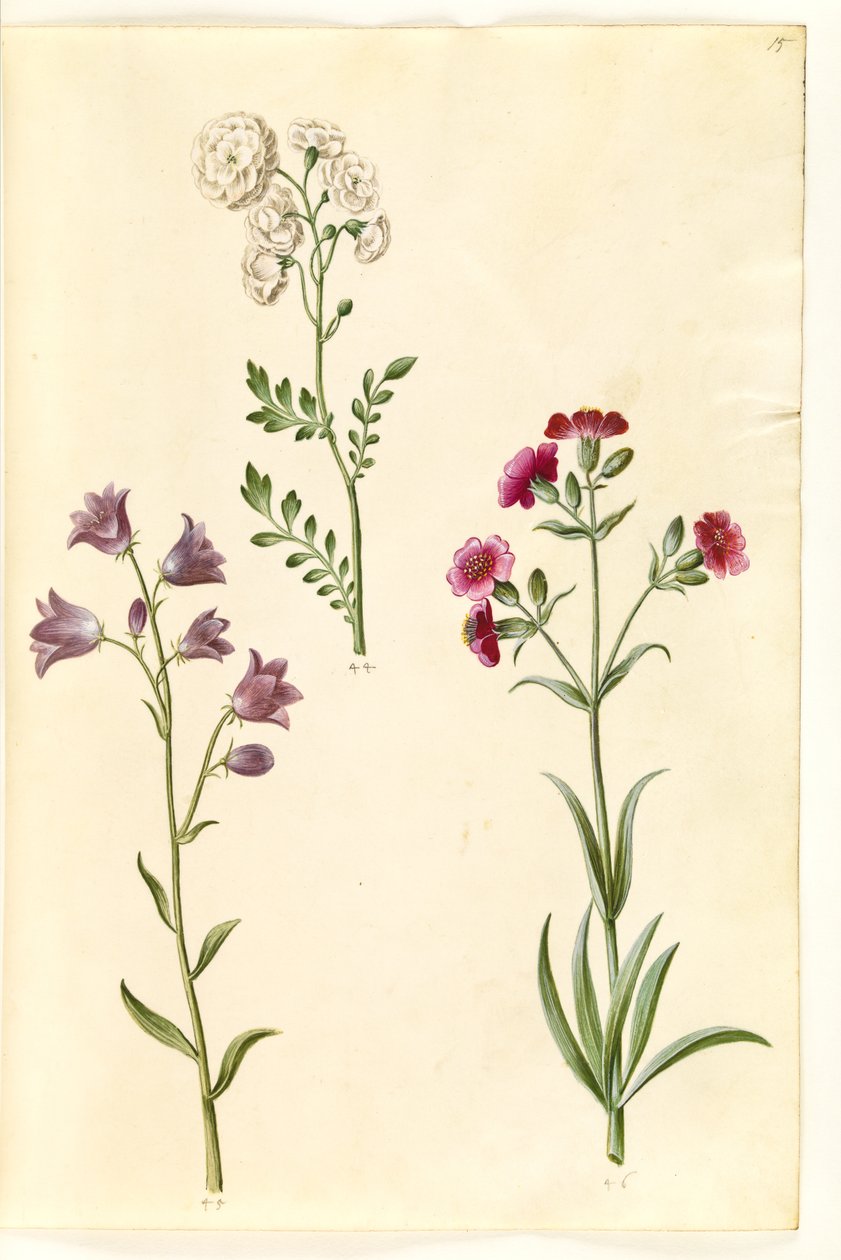 Cardamine pratensis (ängskrässe); Campanula rotundifolia (?) (lidande klocka); Silene vulgaris (?) (blåsmal) av Hans Simon Holtzbecker