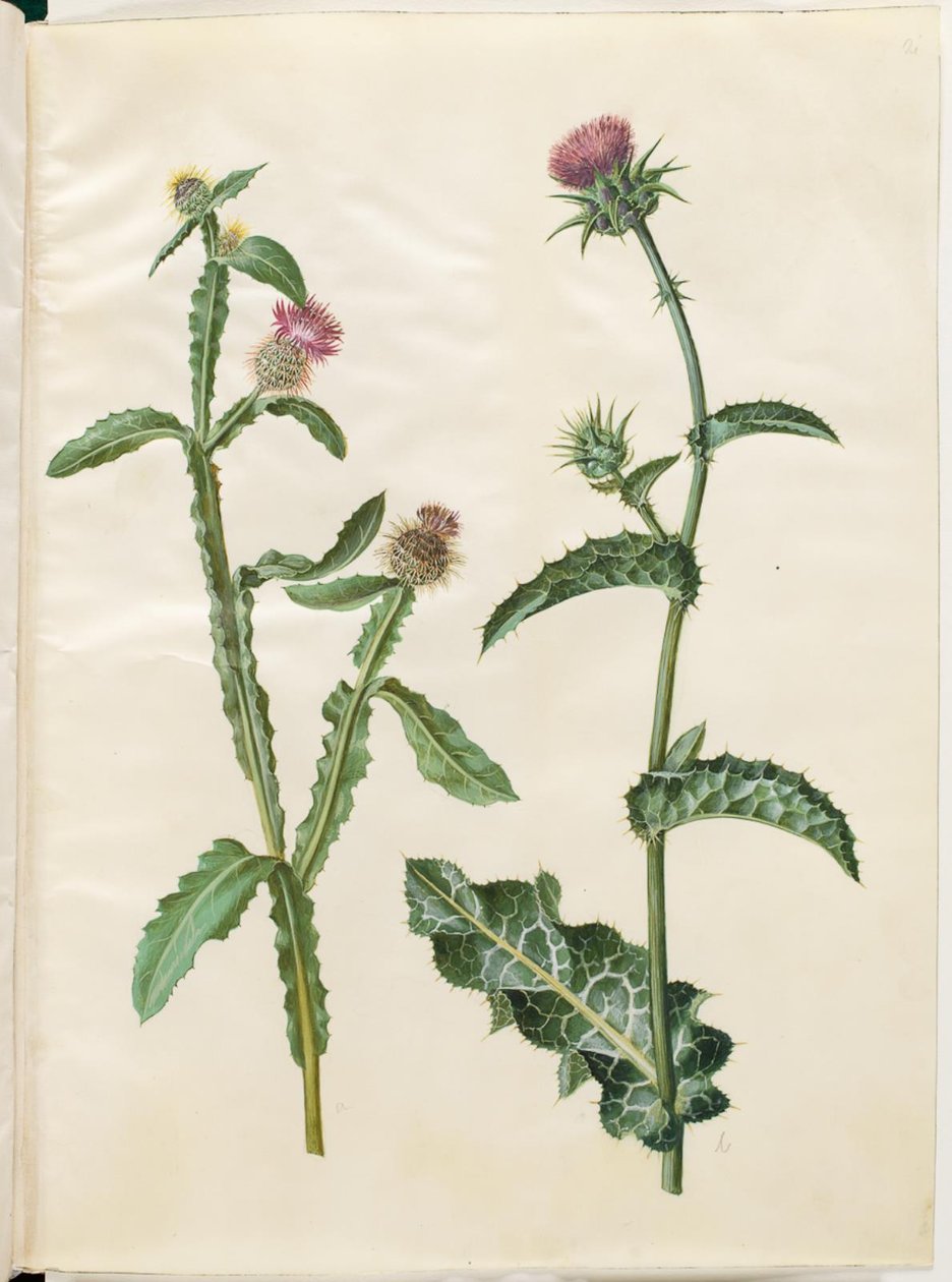 Centaurea seridis; Silybum marianum (vanlig mjölktistel) av Hans Simon Holtzbecker