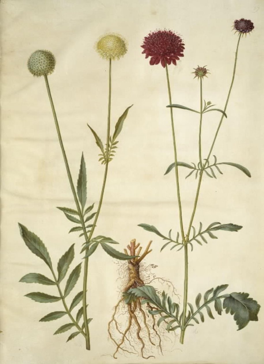 Cephalaria leucantha (vitfjällshuvud); Scabiosa atropurpurea (änkeblomma) av Hans Simon Holtzbecker
