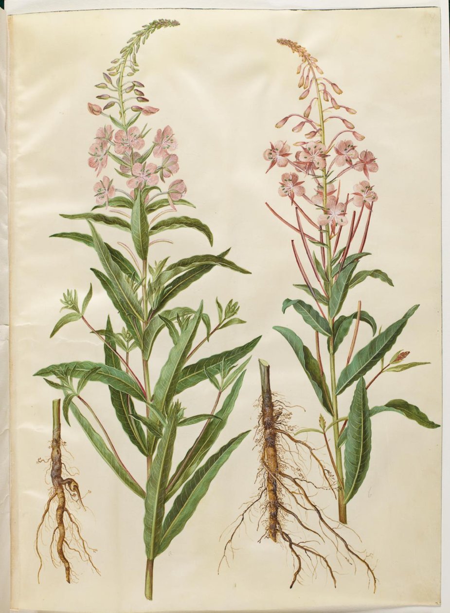 Chamerion angustifolium (smalbladet gederams) av Hans Simon Holtzbecker