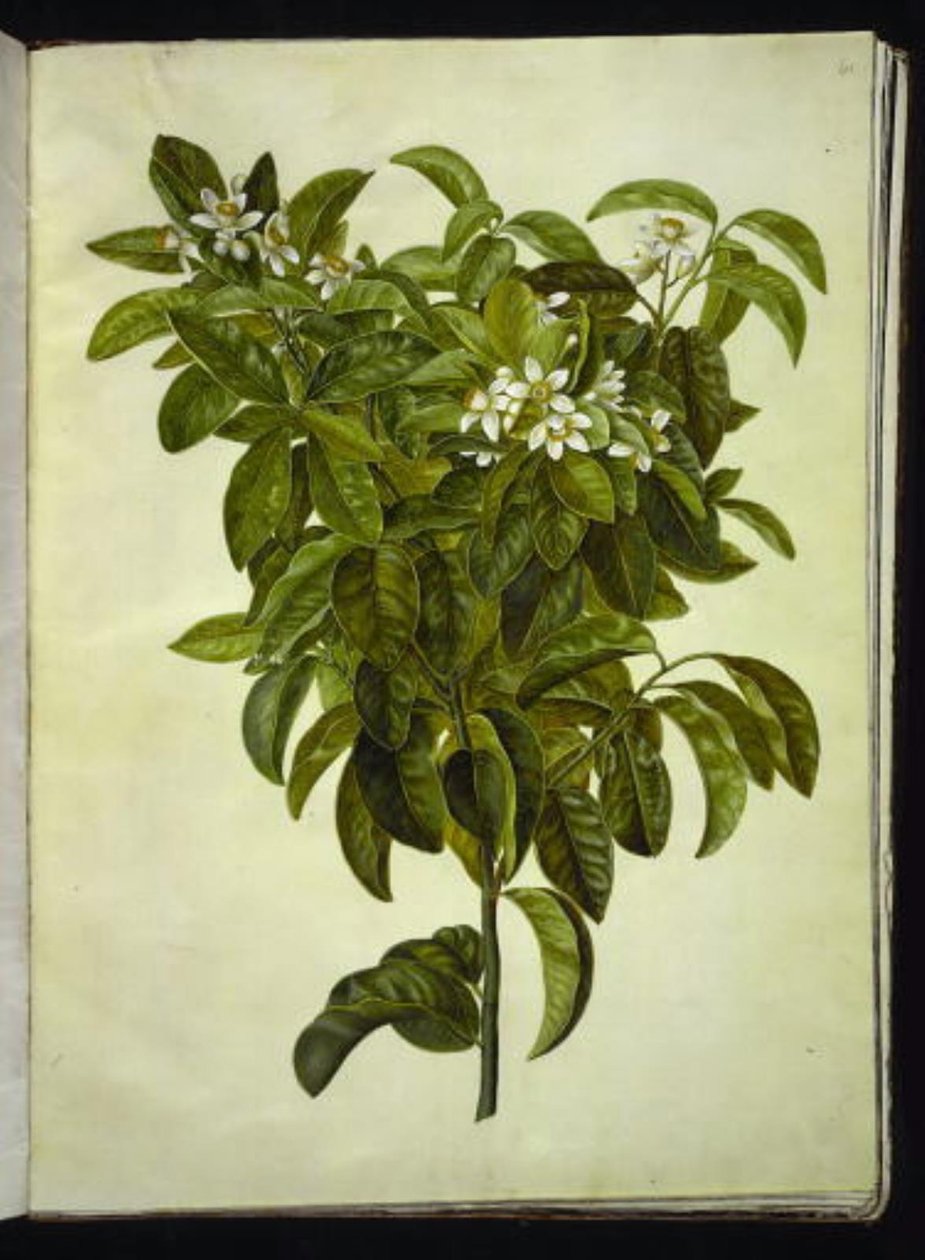 Citrus limon (vanlig citron) av Hans Simon Holtzbecker
