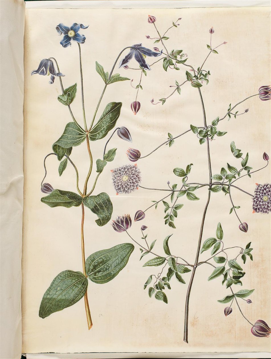 Clematis integrifolia (blå perenn clematis); Clematis viticella (italiensk ranka) av Hans Simon Holtzbecker