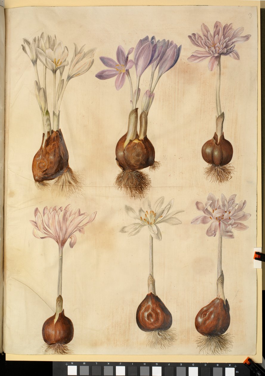 Colchicum autumnale av Hans Simon Holtzbecker
