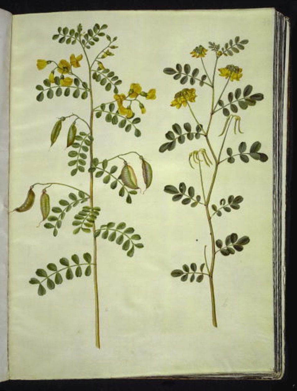 Colutea arborescens (vanlig blåsört); Hippocrepis emerus (busk-hästsko) av Hans Simon Holtzbecker