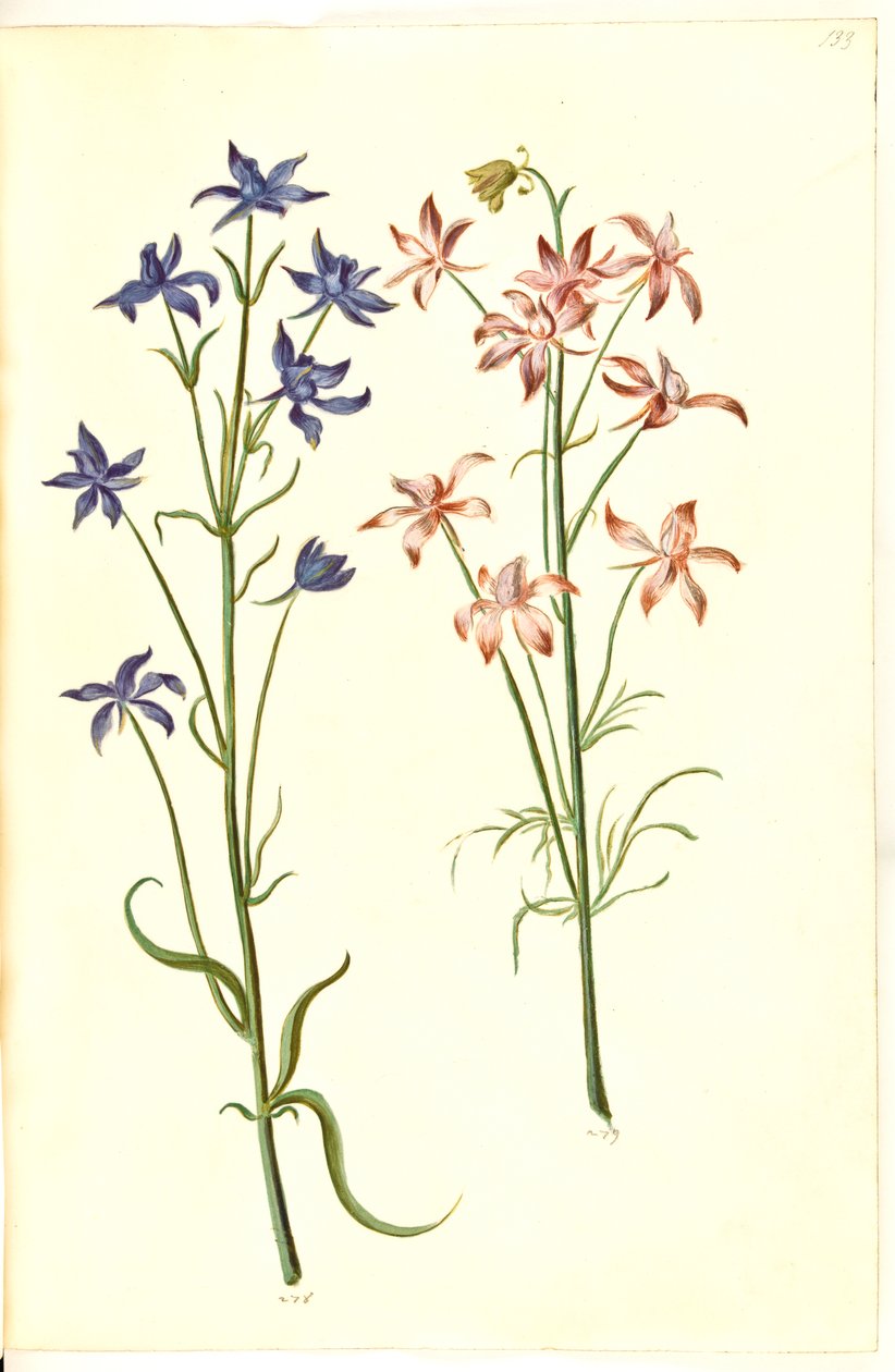 Consolida Regalis (Korn-Riedersfoor) av Hans Simon Holtzbecker