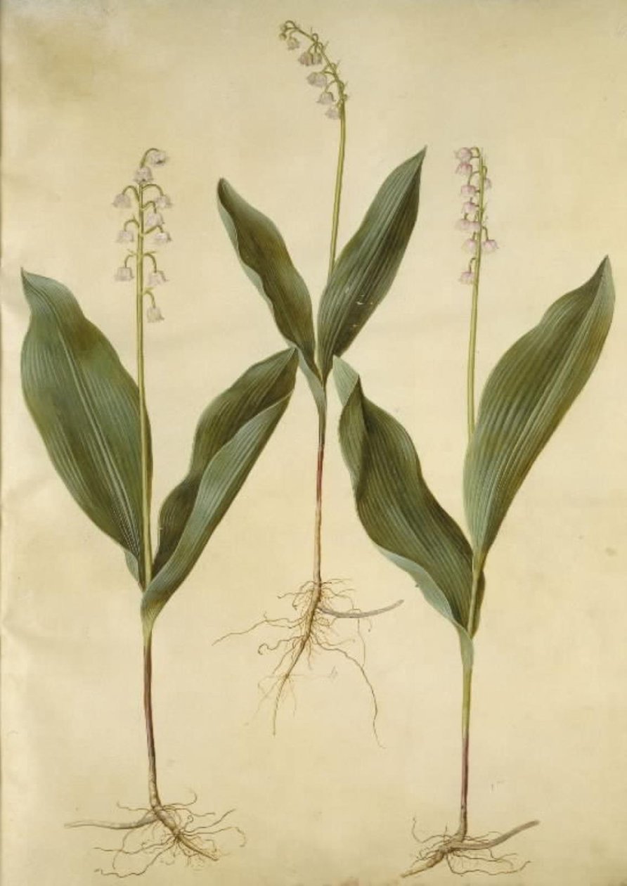 Convallaria majalis (liljekonval); Convallaria majalis (varietet af liljekonval) av Hans Simon Holtzbecker